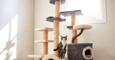 luxury feline furniture options